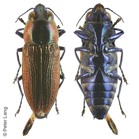 Selagis sp. Small, PL3209A, male, from Melaleuca lanceolata, MU, 10.5 × 3.6 mm